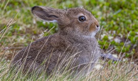 What Is A Mountain Hare