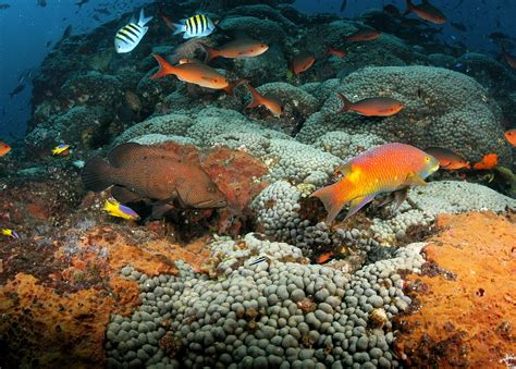 what is a national marine sanctuary