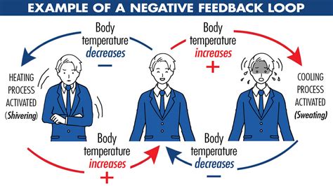 What Is A Negative Feedback Loop Easy Definition