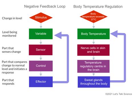 what is a negative feedback loop in science