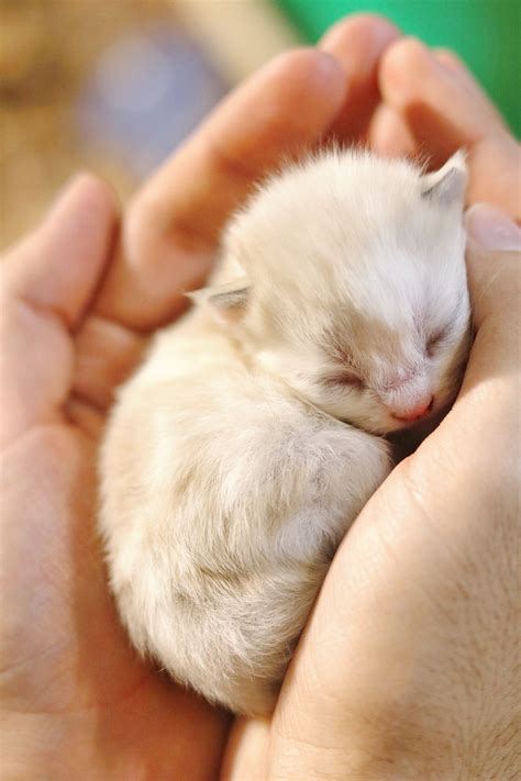 Introduction To Neonatal Kittens