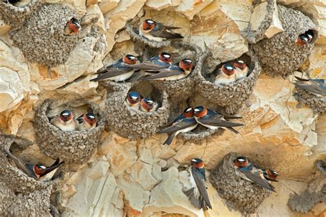 What Is A Nesting Definition