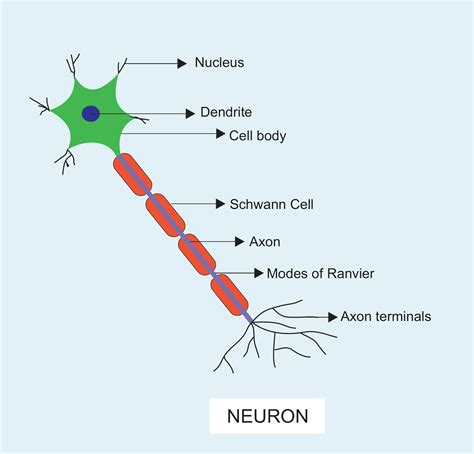 What is a Neuron
