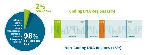 what is a non coding dna sequence