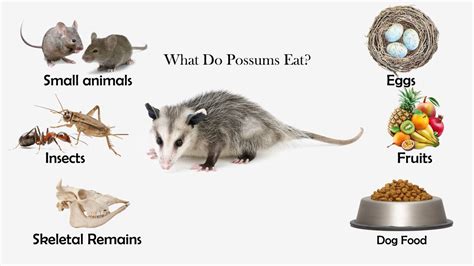 what is a opossums diet