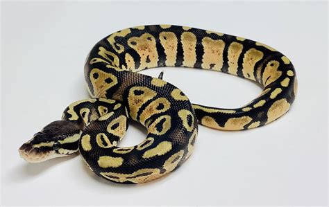 What Is A Pastel Ball Python