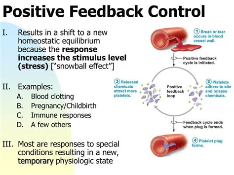 what is a physiological example of a positive feedback loop