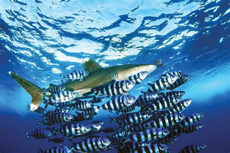 What Is A Pilot Fish