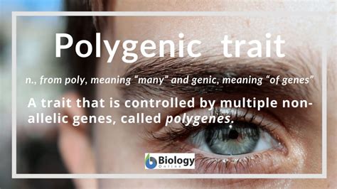 what is a polygenic trait provide an example
