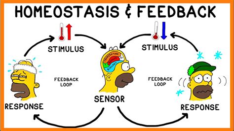 what is a positive feedback loop in homeostasis