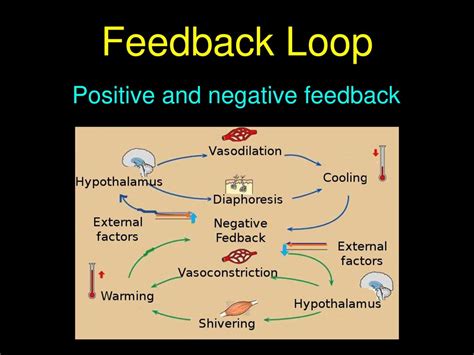 what is a positive feedback loop in homeostasis example