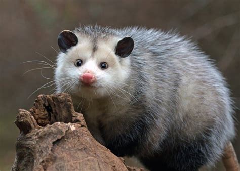 what is a possums habitat