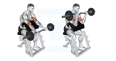 what is a preacher curl
