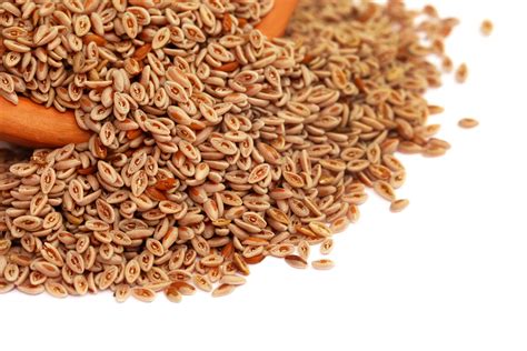 Unlocking the Power of Fiber: What is a Psyllium and How Can it Transform Your Health?
