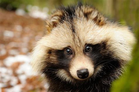 What Is A Raccoon Dog?