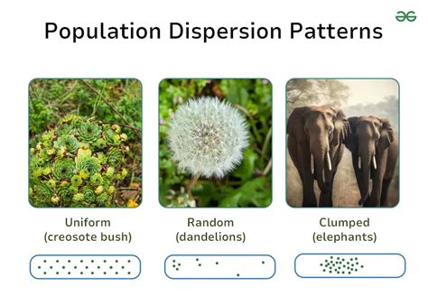 what is a random dispersion pattern