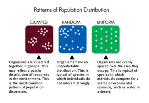 what is a random distribution pattern