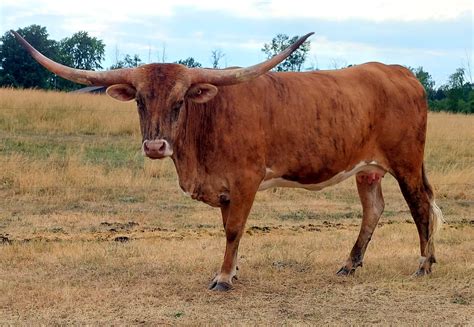 What Is A Range Queen