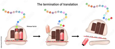 what is a release factor