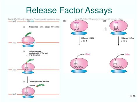 what is a release factor in protein synthesis