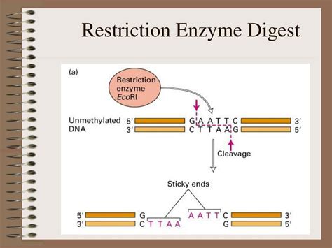 What Is A Restriction Digest