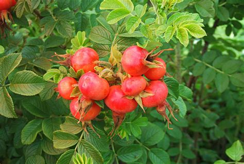 What Is A Rose Hip