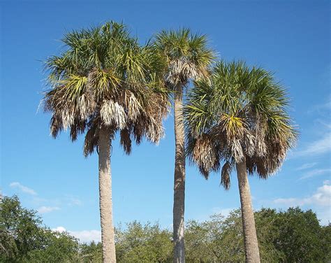 what is a sabal palm