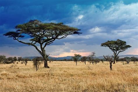 what is a savanna climate