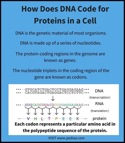 what is a sequence of dna responsible for coding a protein