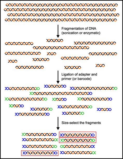 What Is A Sequencing Library