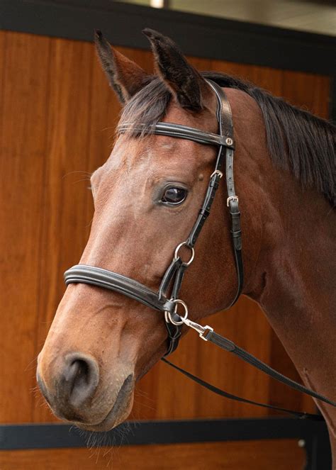 What Is A Side Pull Bridle
