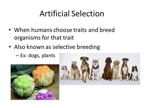 what is a simple definition of artificial selection