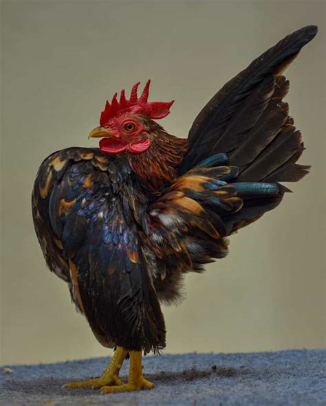 What Is A Small Rooster Called