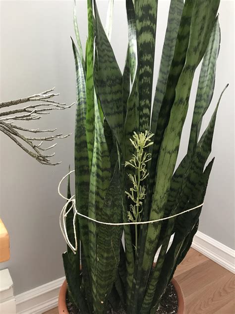 what is a snake plant picture