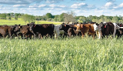 What Is A Stocker Cattle