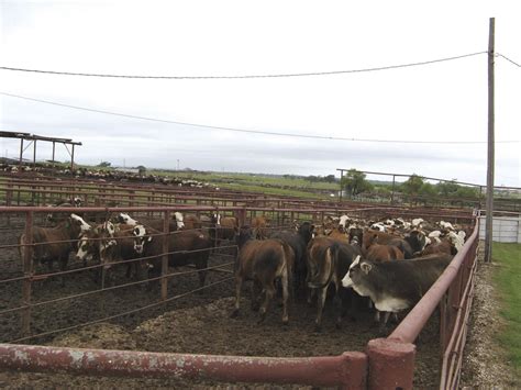 What Is A Stocker Operation For Cattle