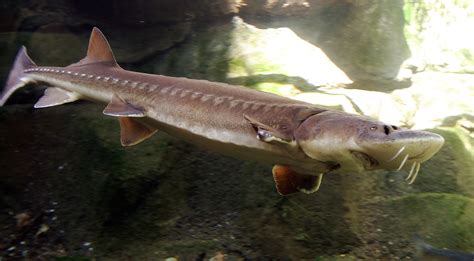 what is a sturgeon