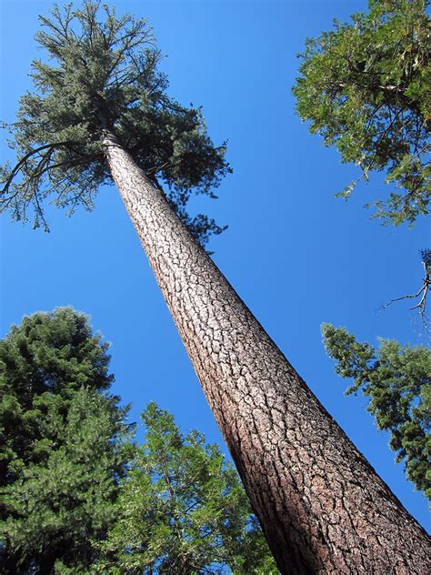 What Is A Sugar Pine Tree