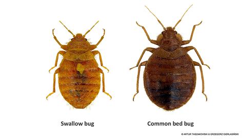 Learn About Swallow Bugs: A Comprehensive Guide to Identification and Management