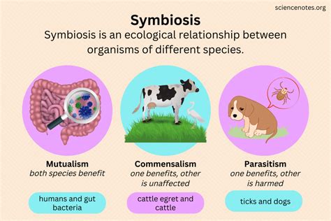what is a symbiotic relation explain with an example class 7