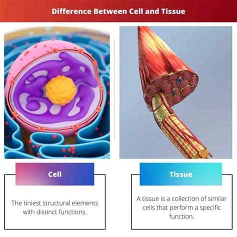 What Is A Tissue In A Cell