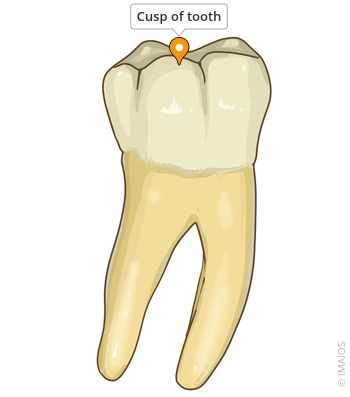 What Is A Tooth Cusp