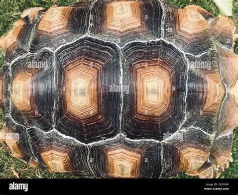 What Is A Tortoise Shell Made From
