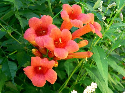 what is a trumpet vine