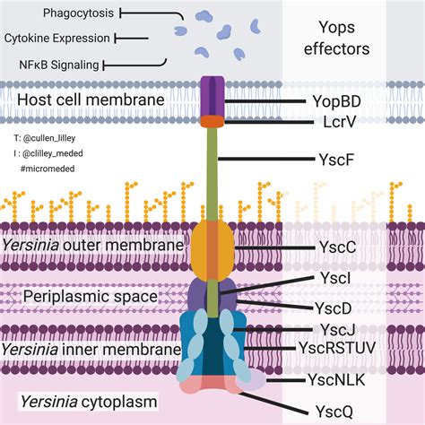 what is a type 3 secretion system