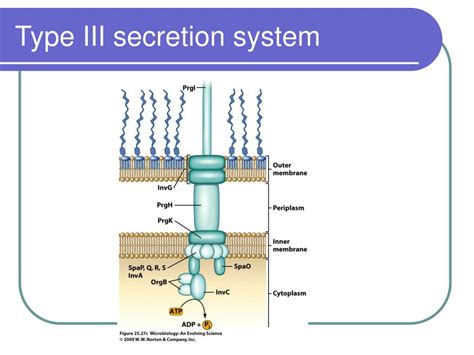 what is a type three secretion system