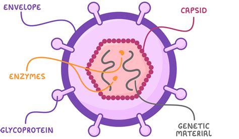 What Is A Virus Structure