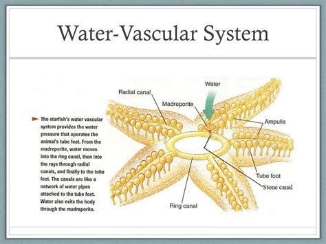 What Is A Water Vascular System Of Echinoderms