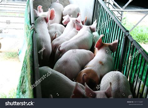 what is a weaned piglet called