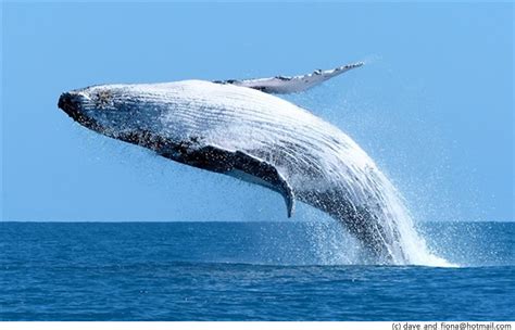 what is a whale breaching